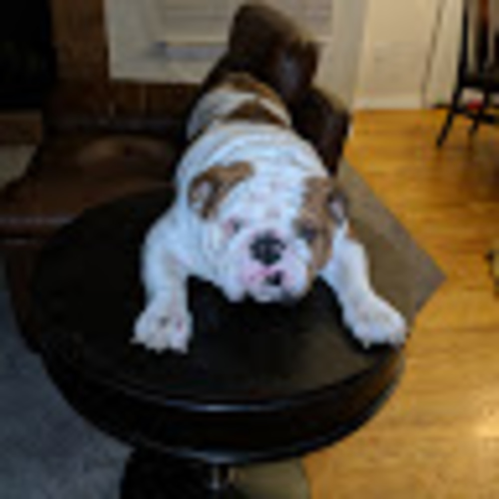 Meet your Posher, Jared